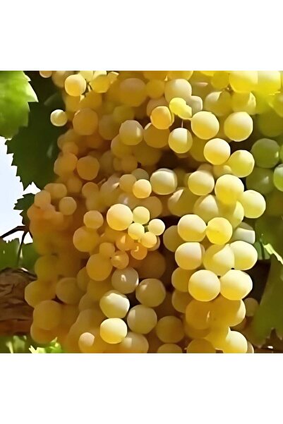 E-fidancim Yemesi Mükemmel Kokulu Yüksek Aromalı Dökülgen Üzüm Fidanı