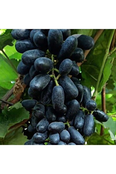 E-fidancim Nadir Bitki Tüplü Kokulu Yüksek Aromalı Sofralık Siyah Keçi Memesi...