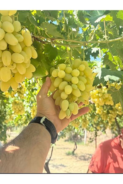 üzüm 1kg
