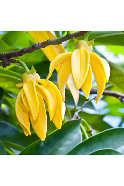 MILMATT Parfum Ylang Ylang, Lumânări sau Săpun, 200 ML