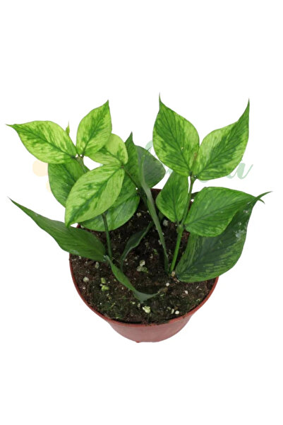 Eufloria Hoya polyneura 'Broget' (μετάλλαγμα RC) Ø12εκ.