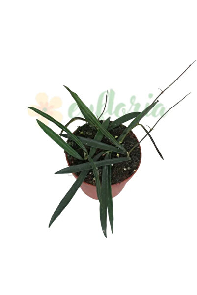 Eufloria Χόγια σέπαρντιι Ø6εκ.