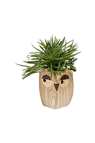 Eufloria Indoor Plant in Wooden Owl Pot v3