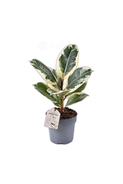 Eufloria Φίκος ελαστικός 'Τινέκε' Ø12εκ.