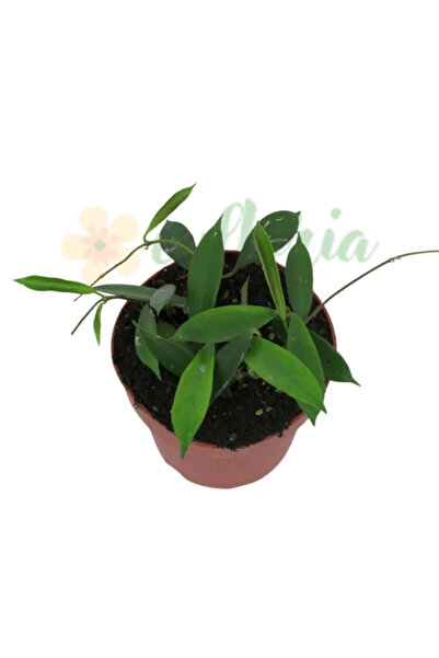 Eufloria Hoya stoneana (IPPS00132) γλάστρα Ø12εκ.