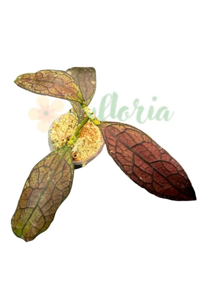 Eufloria Hoya Clemensiorum Red Aceh