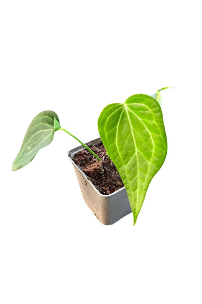 Eufloria Ανθούριο 'Δέλτα Φορς' Ø9εκ.