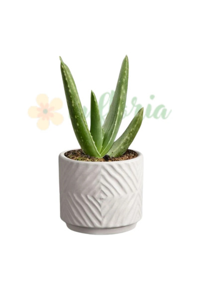 Eufloria Αλόη Βέρα Ø7εκ.