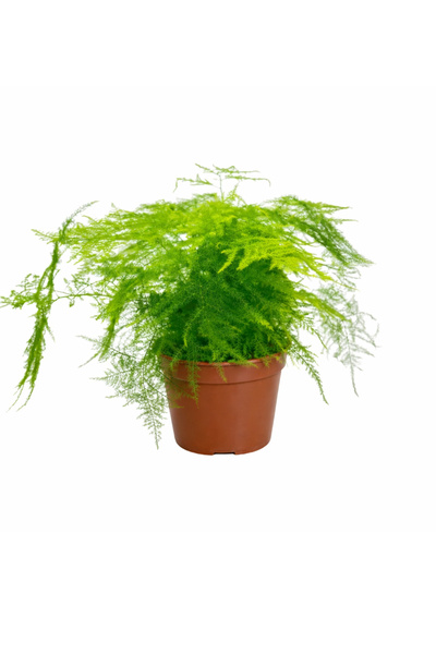 ERNAZ Asparagus (Tül Kuşkonmaz – Asparagus Setaceus) | Masa Boy Tropikal İç M...