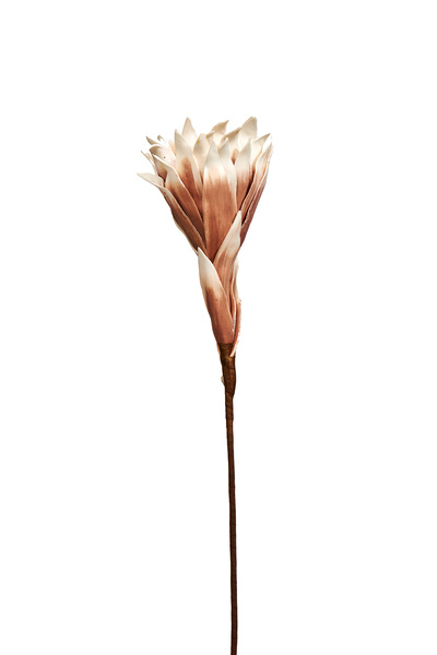 Paşabahçe Yıldız Çiçeği 90 cm Kahverengi