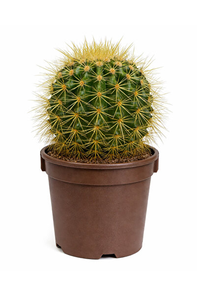 Ernaz Bitki Dünyası Echinocactus Grusonii (Bektaşi Kavuğu – Altın Varil Kaktü...