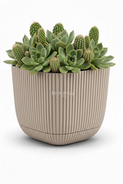 TEMMUZ HOME Mercan Kare Saksı Dekoratif Kaktüs Ve Çiçek Saksısı No 3