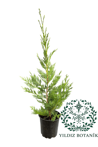 YILDIZ BOTANİK Leylandi Çam Ağacı Fidanı Çit Bitkisi 50-60 CM 10 ADET