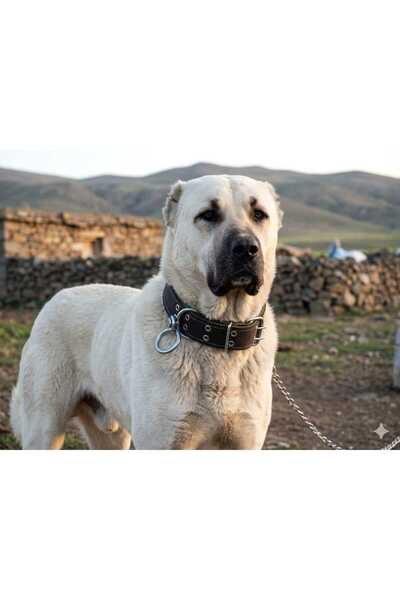 Kozak Büyük Irk Yetişkin Köpek Tasması 80x5 Cm