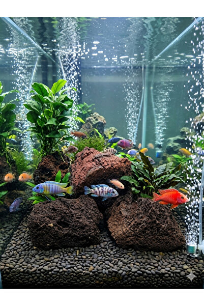 Ecdconcept Akvaryum Lava Kayası 3 Adet 10-15 cm Akvaryum Bahçe Dekorasyon Pey...