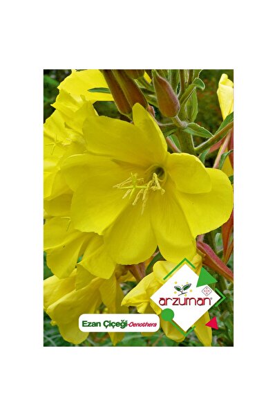 Arzuman Ezan Çiçeği (Oenothera) Çiçek Tohumu 100 Adet