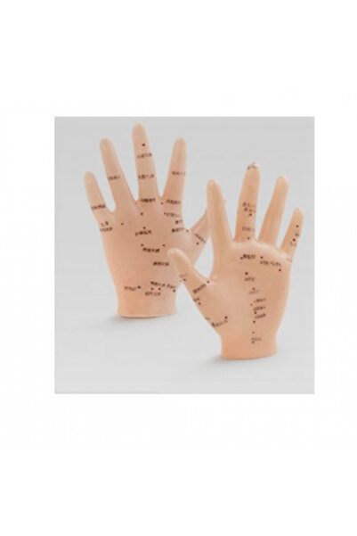 Epilons Acupuncture Hand Model