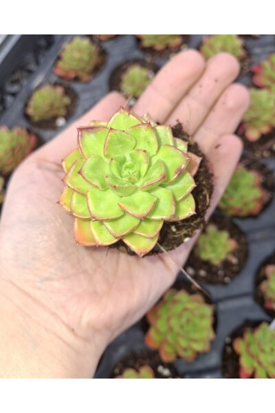 The Best Online Foliumbotanik Echeveria, Özel Çeşit Sukulent