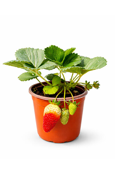 ERNAZ Yediveren Albion Çilek Fidesi 1 Adet (Fragaria Ananassa) 13 cm Saksı Ço...