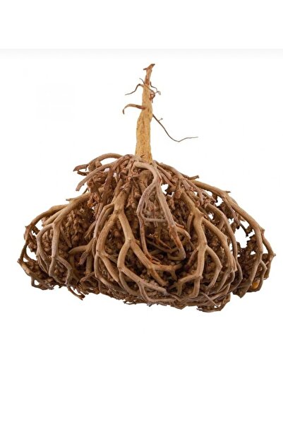 Saydat alashab عشبة كف مريم 100Gram