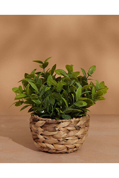 REDTAG Beige Artificial Plants in Water Hyacinth Basket – 21cm