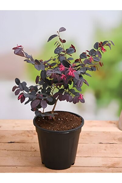 Bitkim Sende Canlı Loropetalum Renkli (20-30cm) Profesyonel Peyzajlık Tür