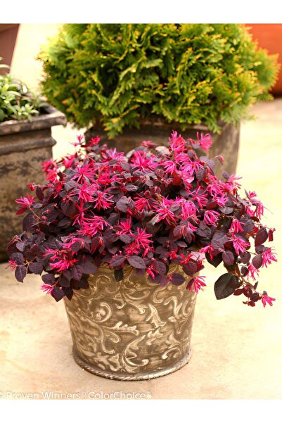 Flora Vadi Canlı Loropetalum Yoğun Renkli (20-40 cm) 1 Adet Dekoratif Bahçe B...