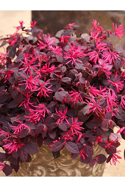 serada decor & plant Loropetalum chinense Canlı Formlu Bordo Yapraklı (20-40c...