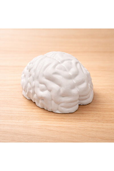 CREATIVITATEPLUS Set 2xPlaster figurine 3D Brain, 7.7x7cm / 5.5x4.6cm