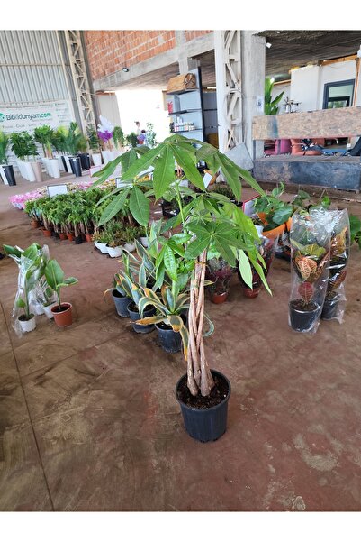 Yades Pachira Para Ağacı 130 cm Örgü Gövdeli İthal Canlı Salon Bitkisi Büyük ...