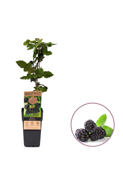 Serafina Βατόμουρο, Rubus H 50 εκ.