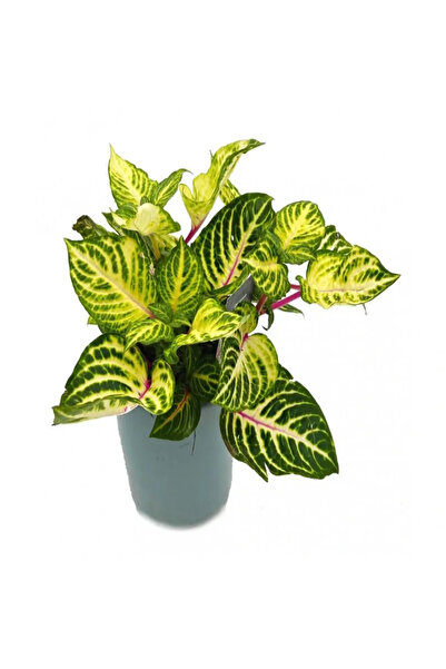 Serafina Iresine Herbstii Rich Goldstar plantă, H 25-30 cm
