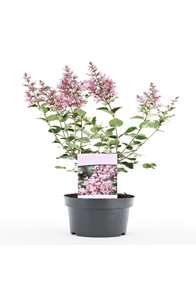 Serafina Λιλά Συρίνγκα Φλάουερφεστά μωβ αρωματικό, Υ 50-60 εκ.