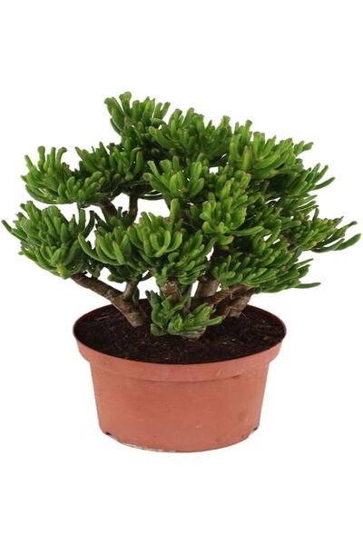 Serafina Φυτό Κρασούλα Χόμπιτ, Υ 40-50 εκ.