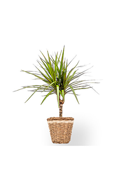 Dracaena Marginata Tek Gövde(90-100 CM)