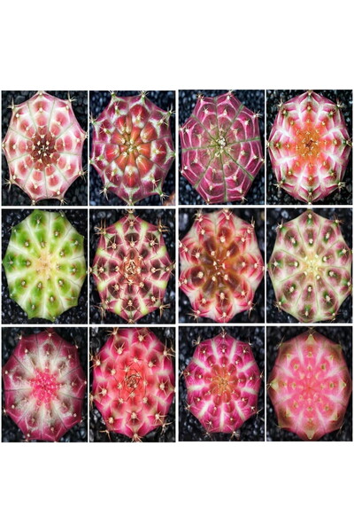 variegataseeds Özel Tür Kaktüs Gymnocalsiyum Neon yavru boy 3 adet (saksısız ...