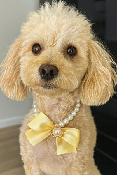 shop White and Yellow Color Ribbon Figured Pearl Detailed L Size Dog Collar