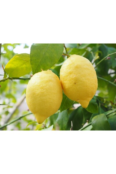 bitkifidan Yediveren Limon Fidanı Tam Bodur 8 Yaş