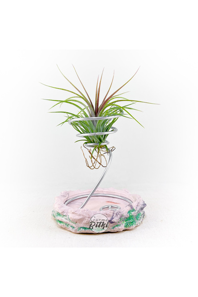 Gurme Bitki Tillandsia Rainforest Red (S) Özel Tür Hava Bitkisi Air Plant
