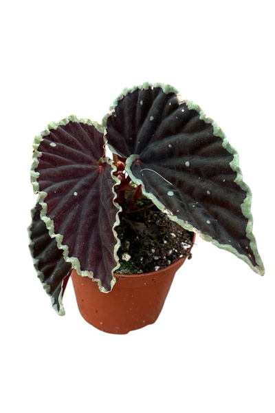 Eufloria Begonia darthvaderiana cu pete verzi Ø8cm