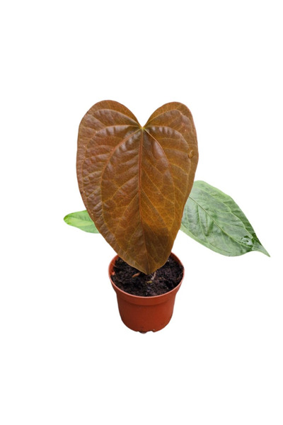 Eufloria Ανθούριο 'Βασίλισσα των Καρδιών' Ø10.5εκ.