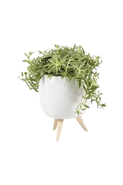 Eufloria Indoor Plant in White Ceramic Pot with Wooden Legs v4