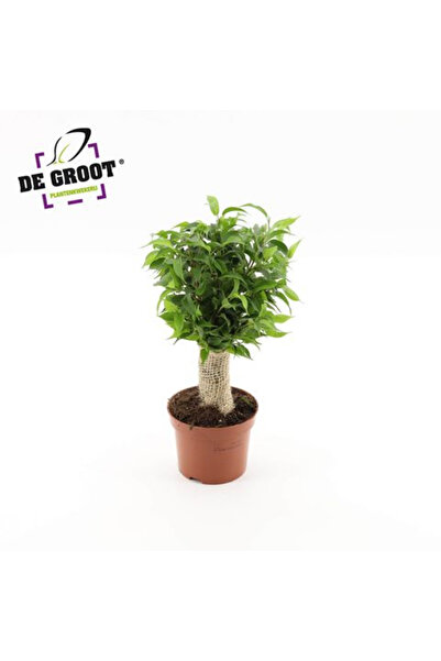 Eufloria Φίκος μπεντζάμινα Ø12εκ.