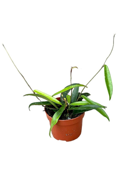 Eufloria Хоя 'Минибел' Ø10.5см