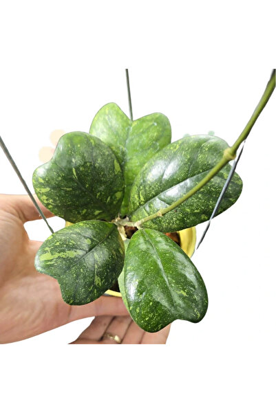 Eufloria Hoya deykeae O8cm