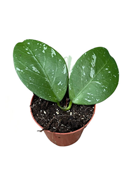 Eufloria Hoya Lai Chau O8cm