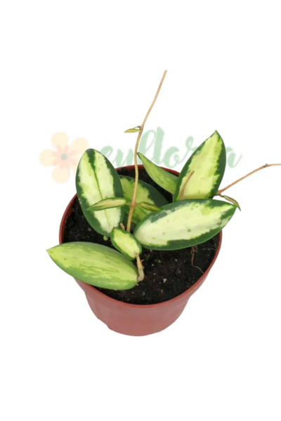 Eufloria Χόγια ακούτα (βερτικιλάτα) 'Εντερή Ποικιλόχρωμη' Ø7εκ.