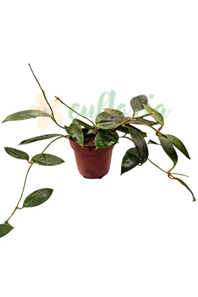 Eufloria Hoya sp. Νησί Φλόρες UT038 γλάστρα Ø12εκ.