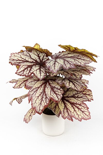 YAPAY ÇİÇEKÇİNİZ BEYAZ SAKSIDA YAPAY KALADYUM (CALADIUM) ÇİÇEĞİ