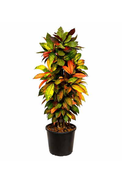 ERNAZ Codiaeum Iceton Variegatum (Kroton) | 24 cm Saksı 110–120 cm Boy Canlı ...
